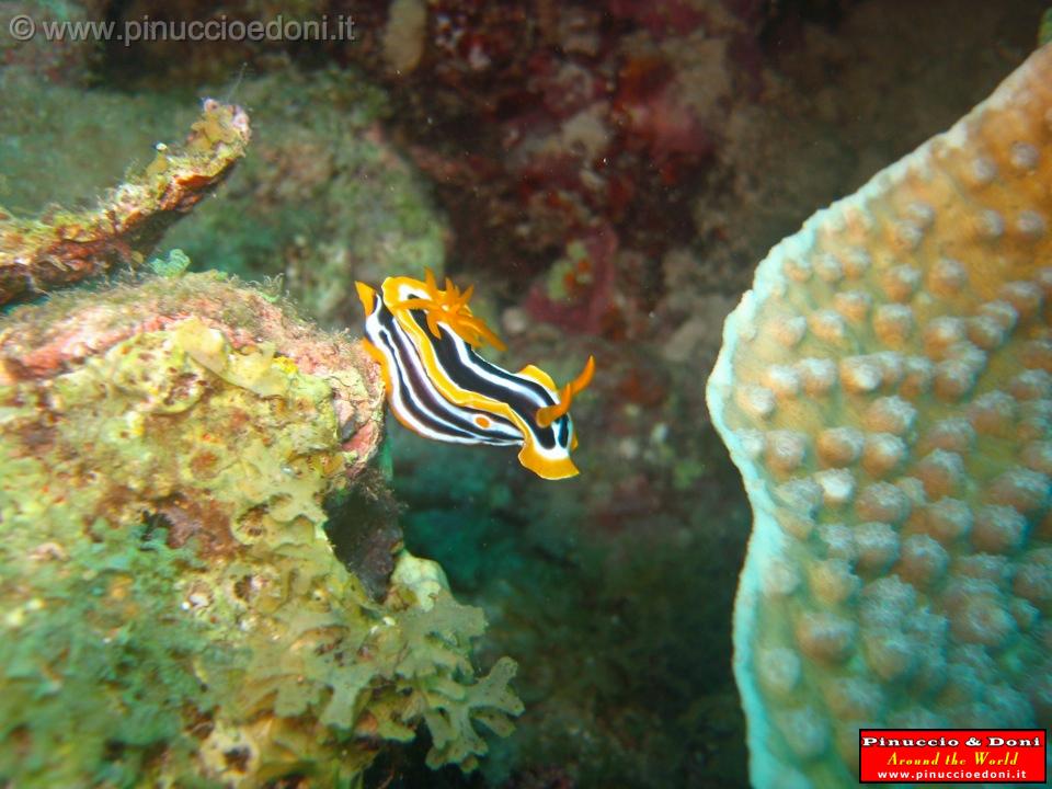 Djibouti - Diving a Djibouti - 33.jpg